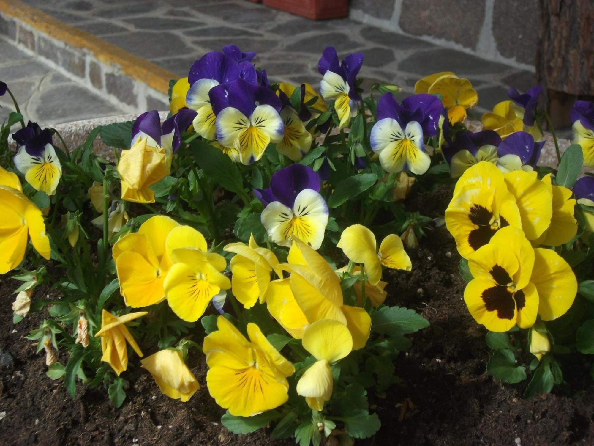 Hotel Breglia