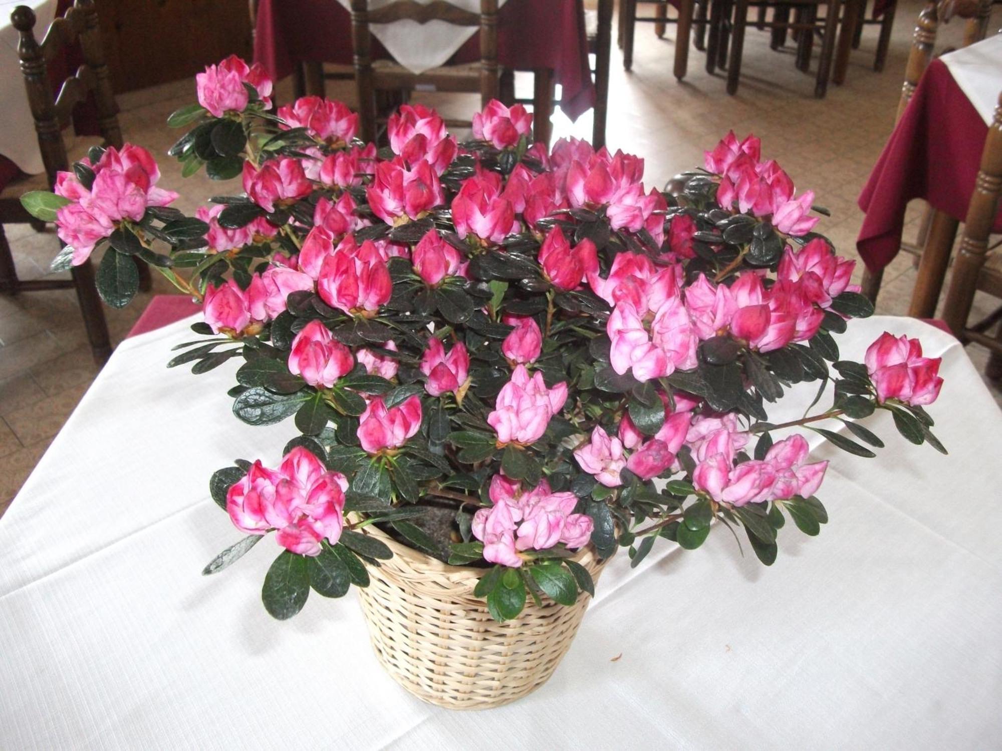 Hotel Breglia